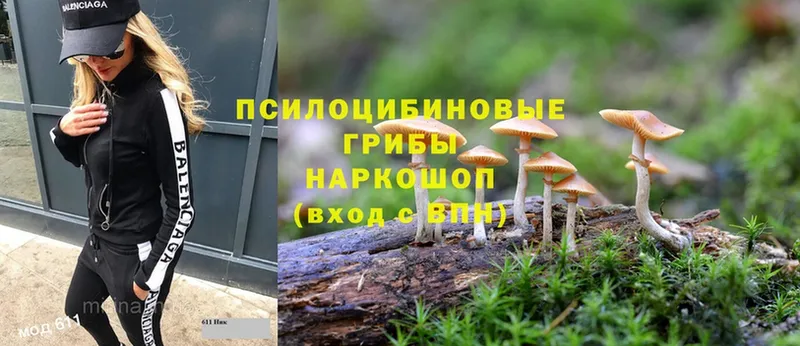 цена   Прокопьевск  Псилоцибиновые грибы Psilocybine cubensis 